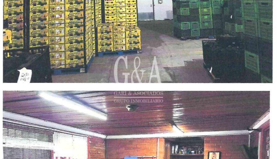 Empacadora de Aguacate